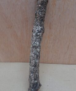 Small Cork Branch - Upto 40cm - 20