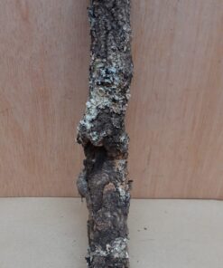 Small Cork Branch - Upto 40cm - 21