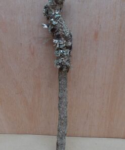 Small Cork Branch - Upto 40cm - 22