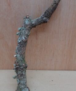 Small Cork Branch - Upto 40cm - 23