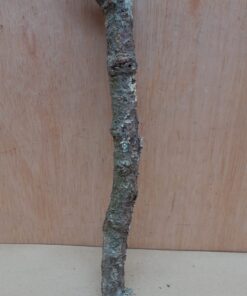 Small Cork Branch - Upto 40cm - 24