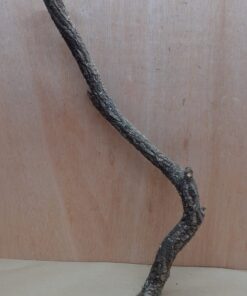 Medium Cork Branch - 40-80cm - 3