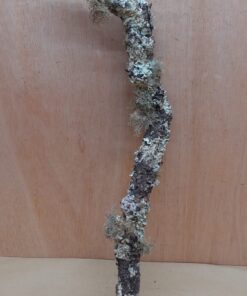 Medium Cork Branch - 40-80cm - 4