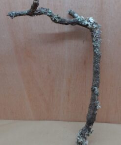Medium Cork Branch - 40-80cm - 5