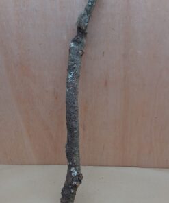 Medium Cork Branch - 40-80cm - 7