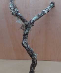 Medium Cork Branch - 40-80cm - 16