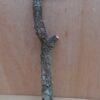 Medium Cork Branch - 40-80cm - 17