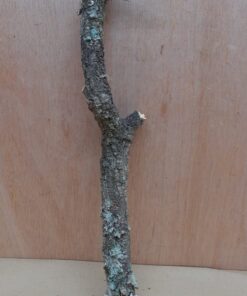 Medium Cork Branch - 40-80cm - 17