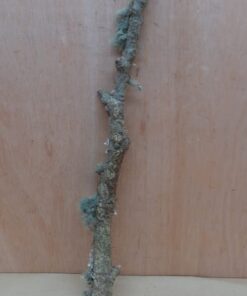 Medium Cork Branch - 40-80cm - 18