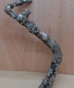 Medium Cork Branch - 40-80cm - 19