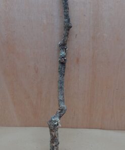 Medium Cork Branch - 40-80cm - 20