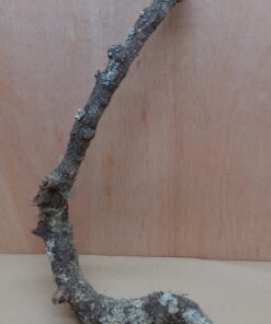 Medium Cork Branch - 40-80cm - 21
