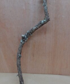 Medium Cork Branch - 40-80cm - 22