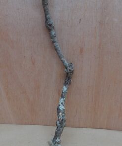 Medium Cork Branch - 40-80cm - 23