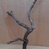 Medium Cork Branch - 40-80cm - 24