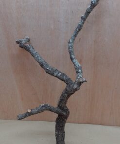 Medium Cork Branch - 40-80cm - 24