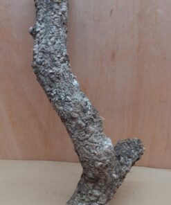 Medium Cork Branch - 40-80cm - 25