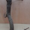 Medium Cork Branch - 40-80cm - 26