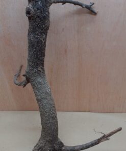 Medium Cork Branch - 40-80cm - 26