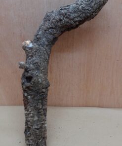 Medium Cork Branch - 40-80cm - 27