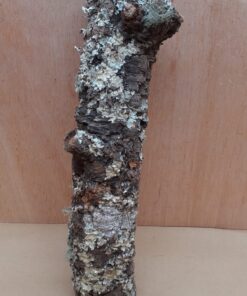 Medium Cork Branch - 40-80cm - 28