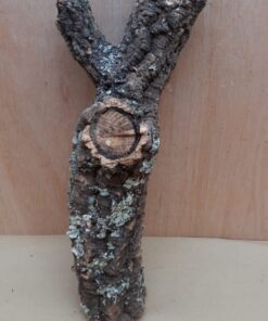 Medium Cork Branch - 40-80cm - 30