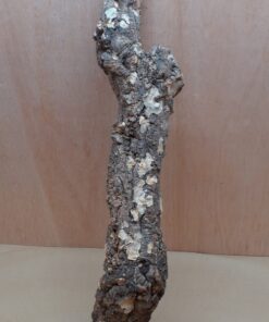 Large Cork Branch - 80-110cm - 10