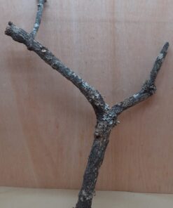 Large Cork Branch - 80-110cm - 11