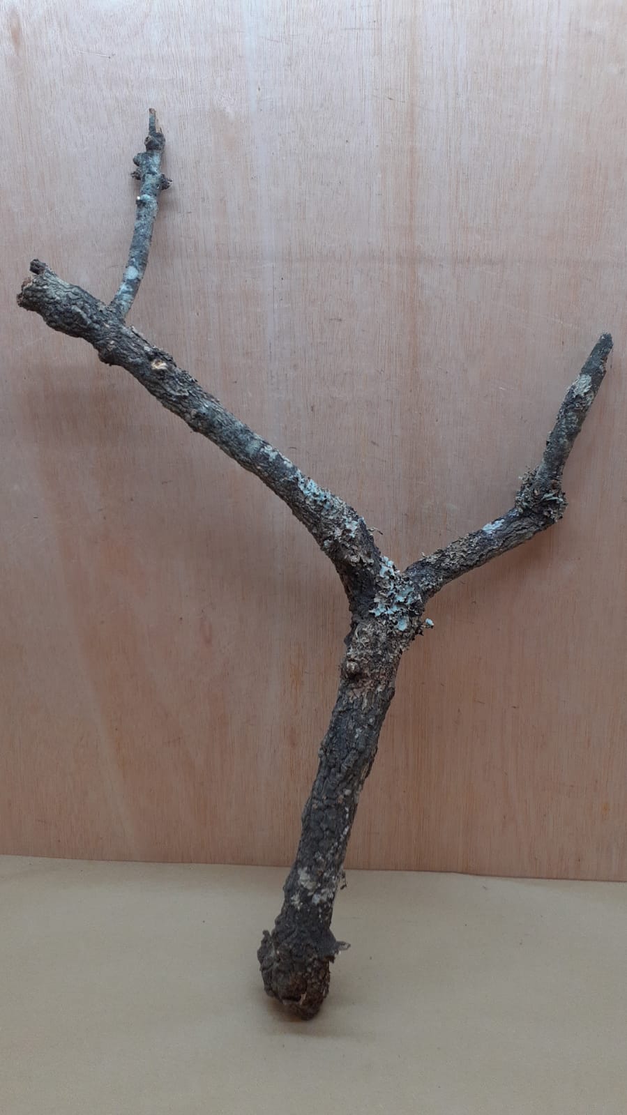 Large Cork Branch - 80-110cm - 11