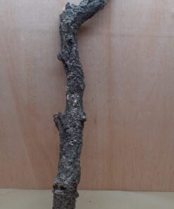 Large Cork Branch - 80-110cm - 12