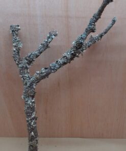 Large Cork Branch - 80-110cm - 13