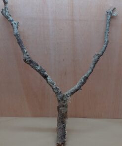 Large Cork Branch - 80-110cm - 14