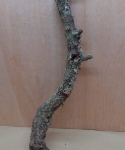 Large Cork Branch - 80-110cm - 16
