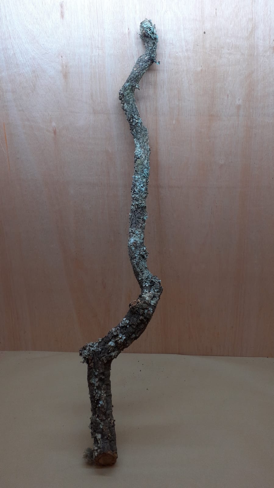 Large Cork Branch - 80-110cm - 18