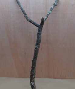 Large Cork Branch - 80-110cm - 19