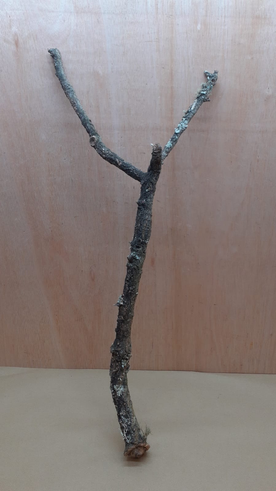 Large Cork Branch - 80-110cm - 19
