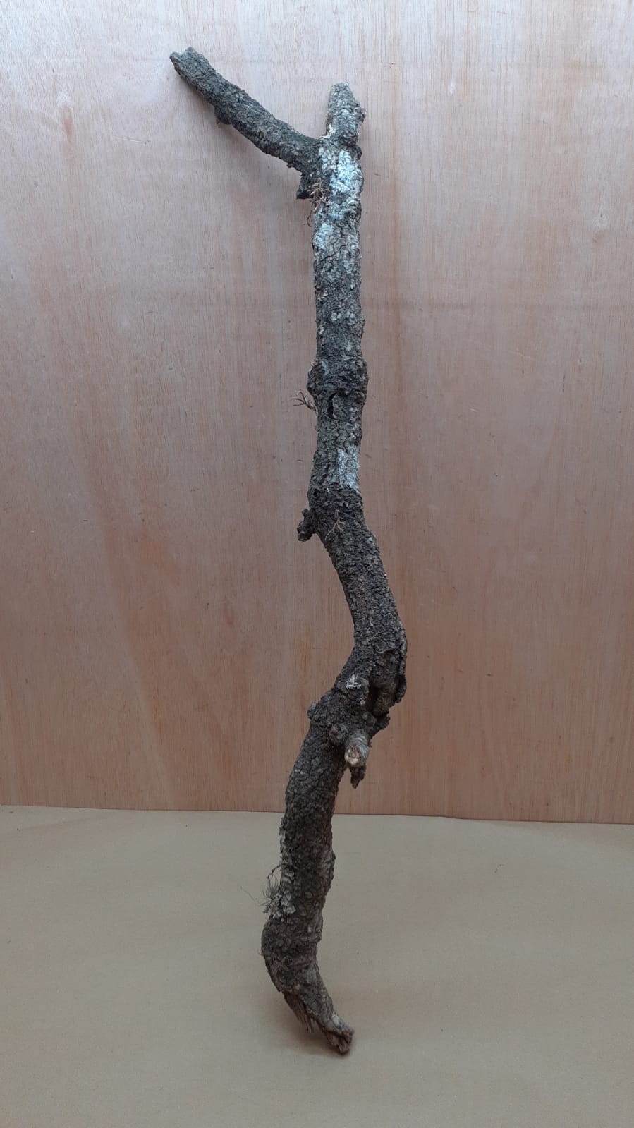 Large Cork Branch - 80-110cm - 20