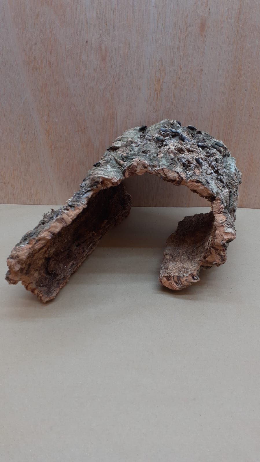 Medium Cork Hide 5