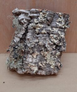 Medium Cork Flat 15