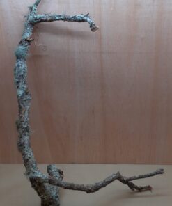 Large Cork Branch - 80-110cm - 1