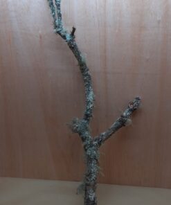 Large Cork Branch - 80-110cm - 3