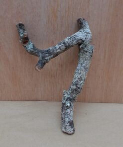 Small Cork Branch - Upto 40cm - 2