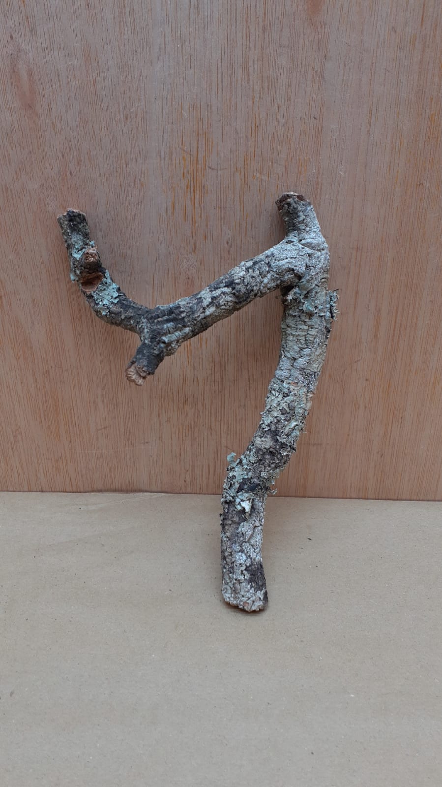 Small Cork Branch - Upto 40cm - 2