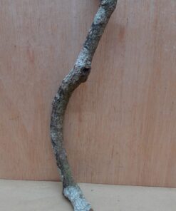 Small Cork Branch - Upto 40cm - 4