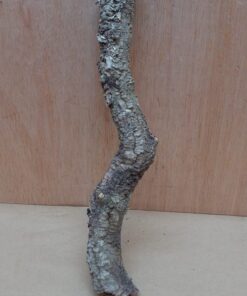 Small Cork Branch - Upto 40cm - 6