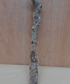 Small Cork Branch - Upto 40cm - 7