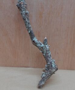 Small Cork Branch - Upto 40cm - 9