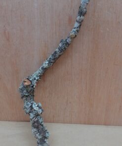 Small Cork Branch - Upto 40cm - 15