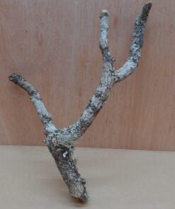 Small Cork Branch - Upto 40cm - 23