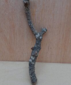 Small Cork Branch - Upto 40cm - 26